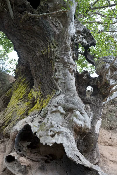 Horse Chestnut Tree Medulas Leon Spain — Stock Photo, Image