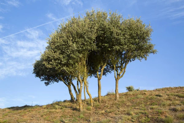 Medulas Leon Spanya Daki Ağaçlar — Stok fotoğraf