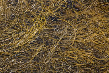 Seaweed Arkaplanının Kapanışı