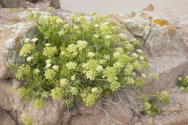 Forcados Point Plajı 'nda Bitki ve Kaya; Costa de la Muerte; Galiçya; İspanya