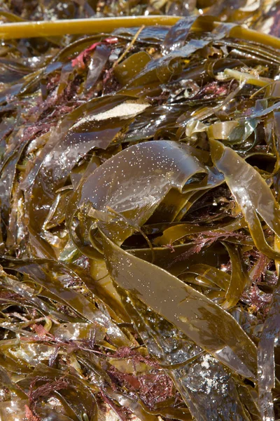 Algues Sur Plage Rostro Finisterre Costa Muerte Galice Espagne — Photo