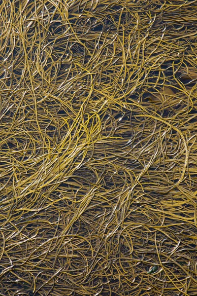 海藻の閉鎖の背景 — ストック写真