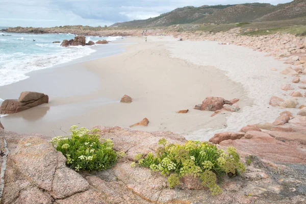Plante Rocher Sur Plage Forcados Point Costa Muerte Galice Espagne — Photo