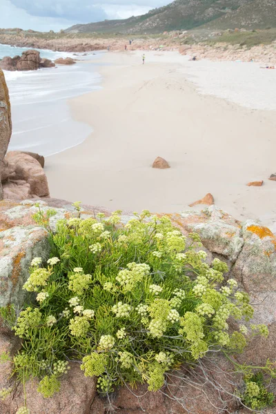 Usine Sur Plage Forcados Point Costa Muerte Galice Espagne — Photo