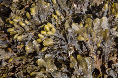 Deniz yosunu bitkisi arka planı; Valdovino Sahili; Galiçya; İspanya