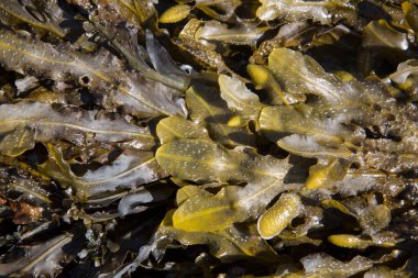 Deniz yosunu arka planı, Valdovino Sahili; Galiçya; İspanya