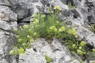 Austurias, Cobijeru Sahili 'nde Bitki ve Kaya; İspanya