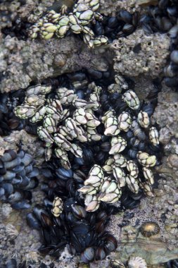 Barnacles ve Musseles Katedral Sahili; Galiçya; İspanya