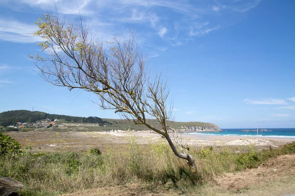 Árbol Desnudo Pantin Beach Galicia España — Foto de Stock