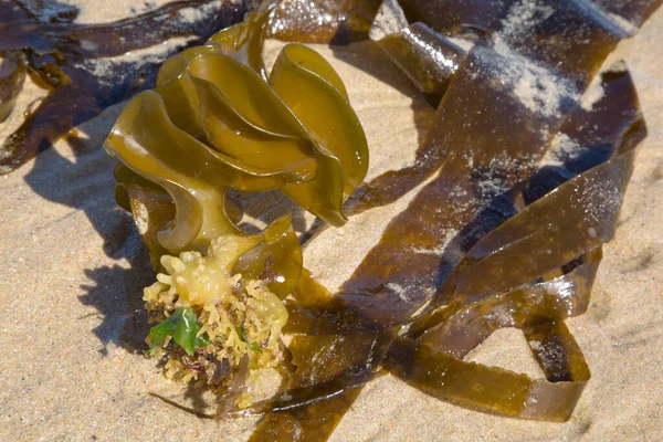 Seaweed Plant Valdovino Beach Galicia Spain — Stock Photo, Image