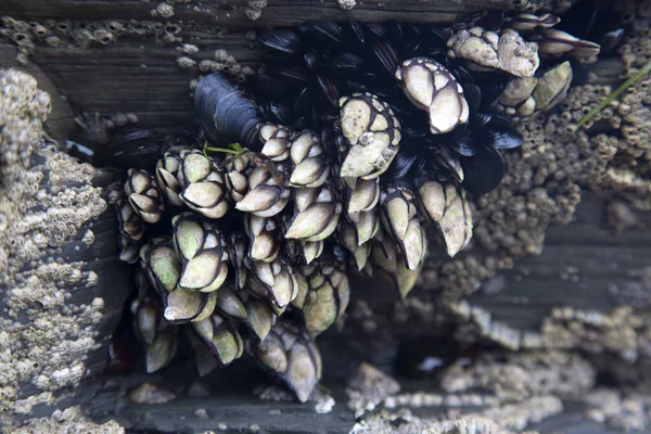 Barnacles Moules Cathedral Beach Galice Espagne — Photo