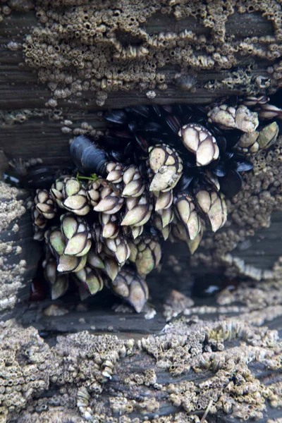 Barnacla Mejillones Catedral Playa Galicia España — Foto de Stock