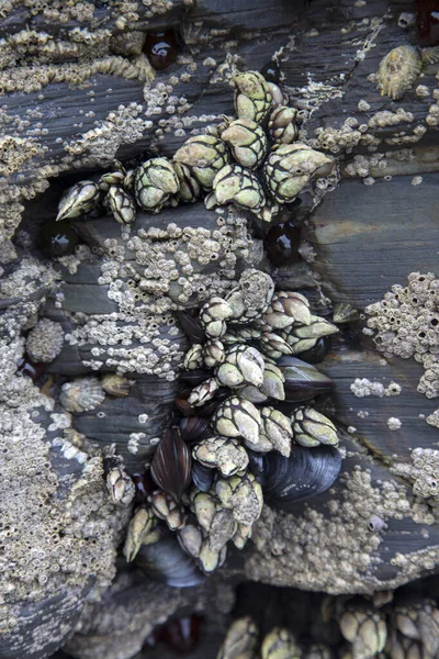 Barnacles Mussel Cathedral Beach Galicia Spain — стокове фото