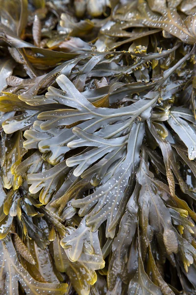ビーチの海藻 ガリシア スペイン — ストック写真