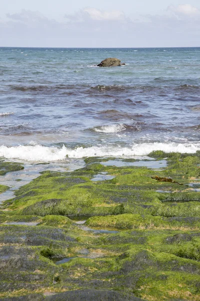 Seaweed Picon Beach Loiba Galicia Spain — Stock Photo, Image