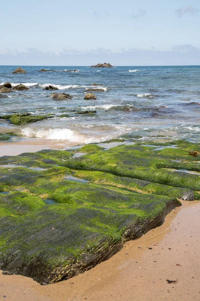 Seaweed Picon Beach Loiba Galicia Spain — стокове фото