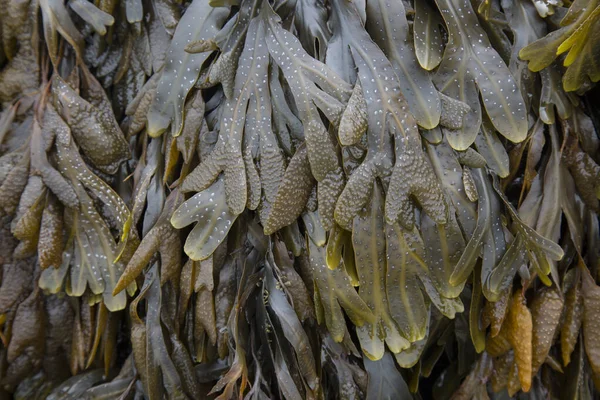 Alghe Sulla Spiaggia Galizia Spagna Foto Stock