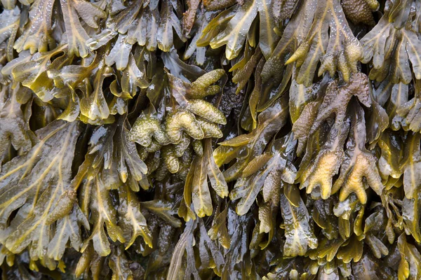 Alghe Sulla Spiaggia Galizia Spagna Fotografia Stock