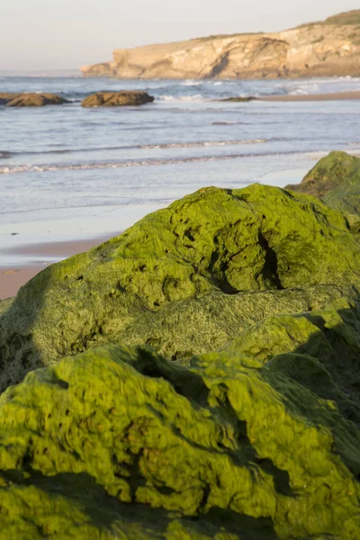 Rock Seaweed Beach Monte Clerigo Alentejano Portugal Europe — Stock Photo, Image