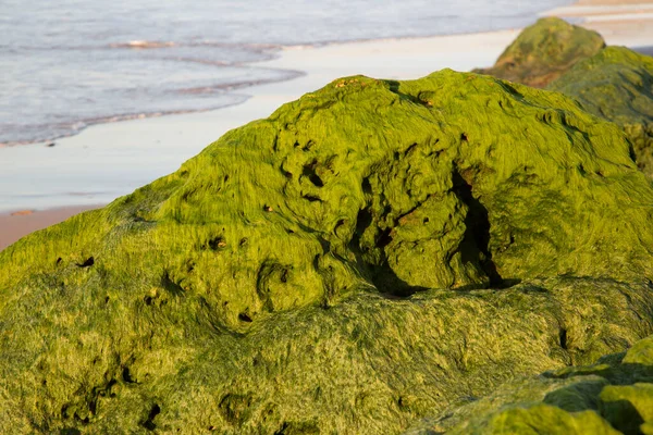 Rock Seaweed Beach Monte Clerigo Alentejano Portugália — Stock Fotó