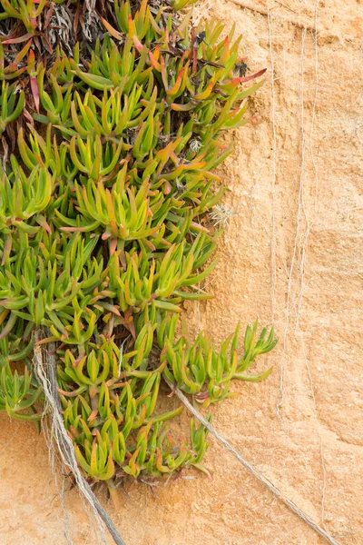 クリフ アット ビーチの植物 アルガルヴェ ポルトガル — ストック写真