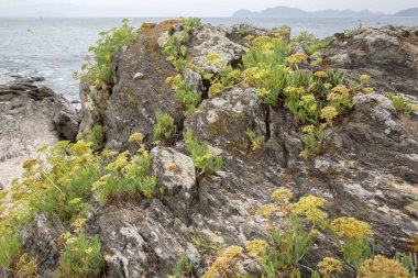 Kaya, Melide Sahili, Pontevedra, Galiçya, İspanya