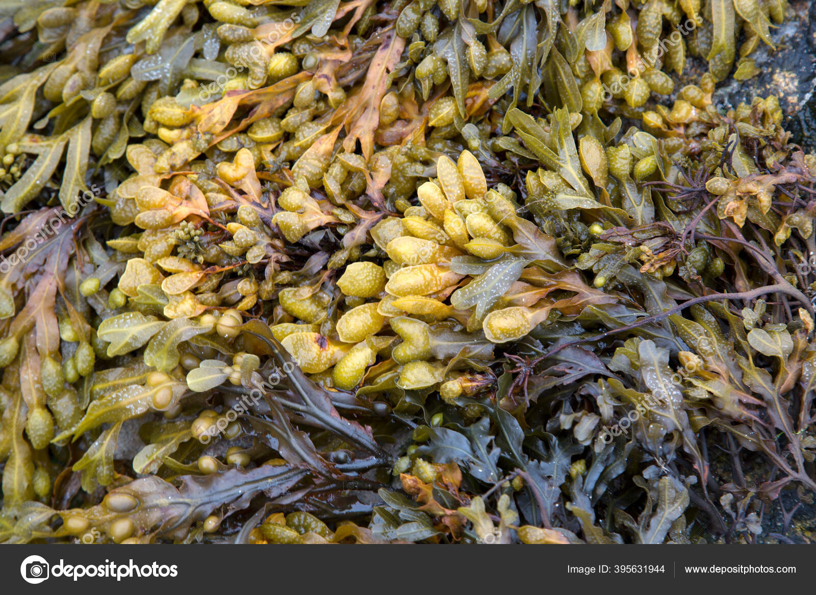 Seaweed Closeup Roundstone Connemara Galway Ireland Stock Photo by