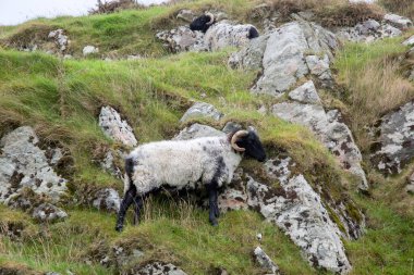 Vahşi Koyun; Connemara; Galway; İrlanda