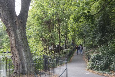 St. Stephens Green Park, Dublin, İrlanda 'daki Ağaç