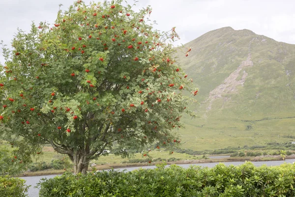 Killary Fjord Yakınlarındaki Ağaç Connemara Ulusal Parkı Rlanda — Stok fotoğraf