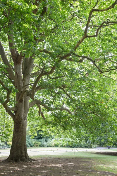 Stephens Green Park Dublin Rlanda Daki Ağaç — Stok fotoğraf