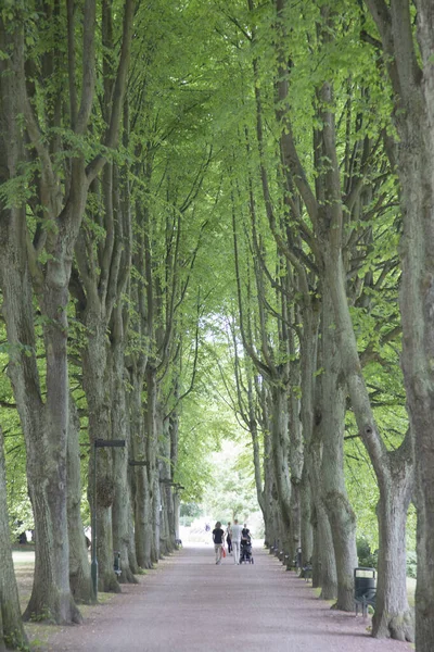 Chemin Dans Slottstradgardens Park Malmo Suède — Photo