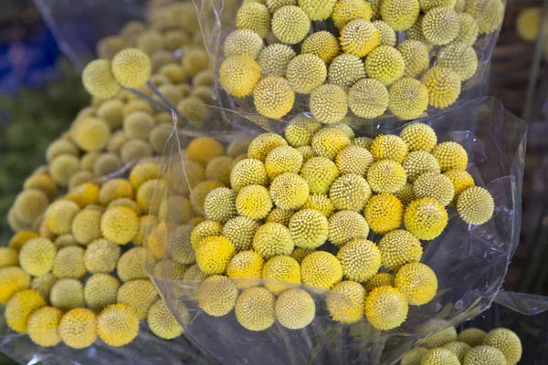 Craspedia Billy Balls Fleurs Jaunes Sur Marché Décrochage — Photo