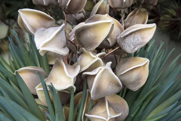 Closeup Plant Design Background — Stock Photo, Image