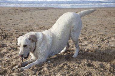 plajda oynayan köpek
