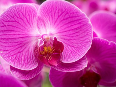 mor renkli orkide yakın