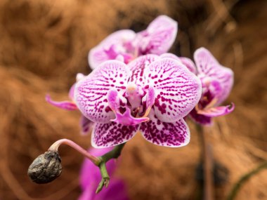 mor orkide çiçeği yakın