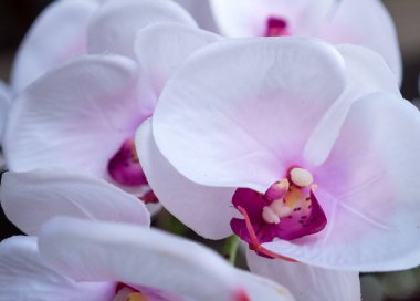 beyaz ve mor orkide çiçeği