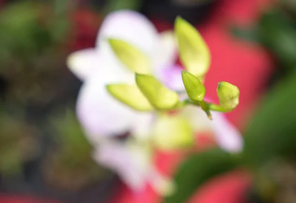 Orchid Buds Close — Stock Photo, Image