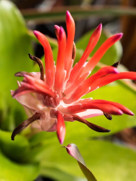 Purple Orchid Blossom Close — Stock Photo, Image