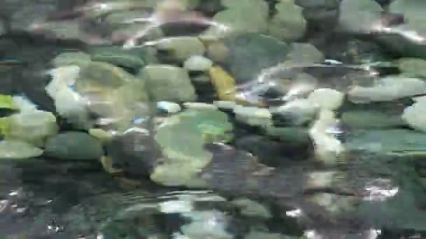 Seeing Pebbles Bottom Pond Wobbling Water Surface — Stock Video