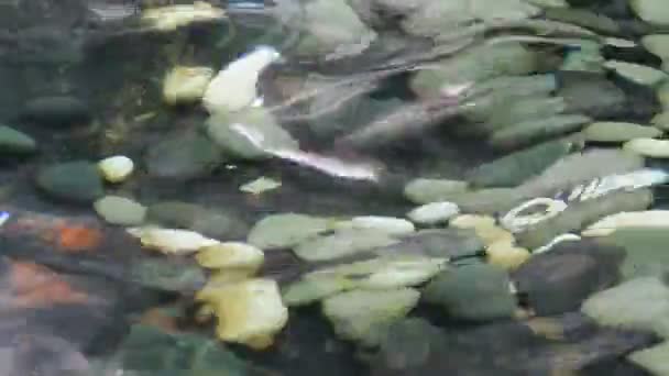 Blick Auf Die Kieselsteine Grund Eines Teiches Durch Wackelnde Wasseroberfläche — Stockvideo