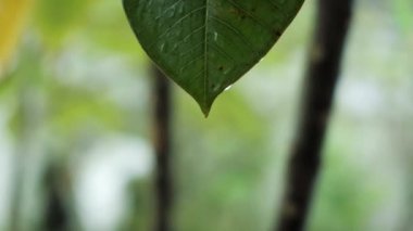 Yapraktan damlayan yağmur damlası yavaş çekimde