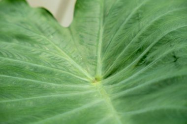 Yeşil Caladium Yaprağı Kapat