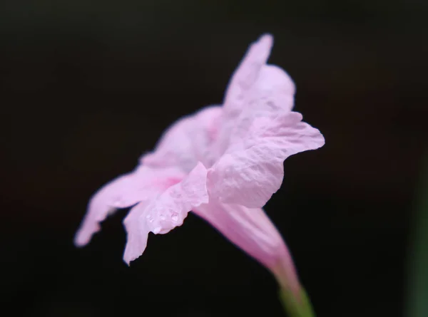 Μωβ Τρομπέτα Λουλούδι Σκούρο Φόντο — Φωτογραφία Αρχείου