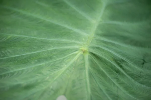 Caladium Species Close Leaf — Stock Photo, Image