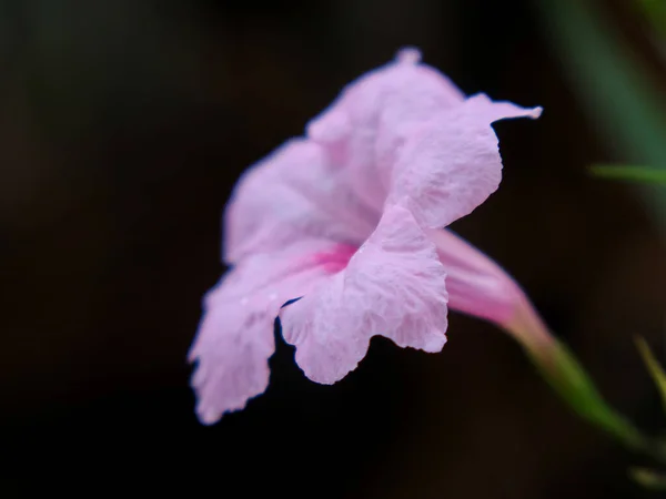 Flor Trompeta Púrpura Con Fondo Oscuro — Foto de Stock