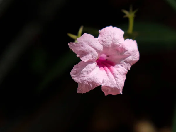 Flor Trompete Roxo Com Fundo Escuro — Fotografia de Stock