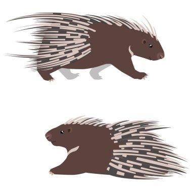 Vector illustration of lying and walking cape porcupines isolated on white background clipart