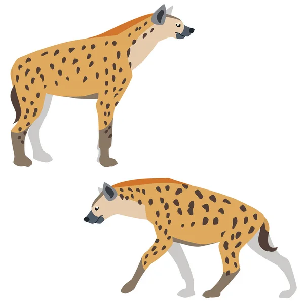 Vector Illustration Standing Walking Hyenas Isolated White Background — Stock Vector